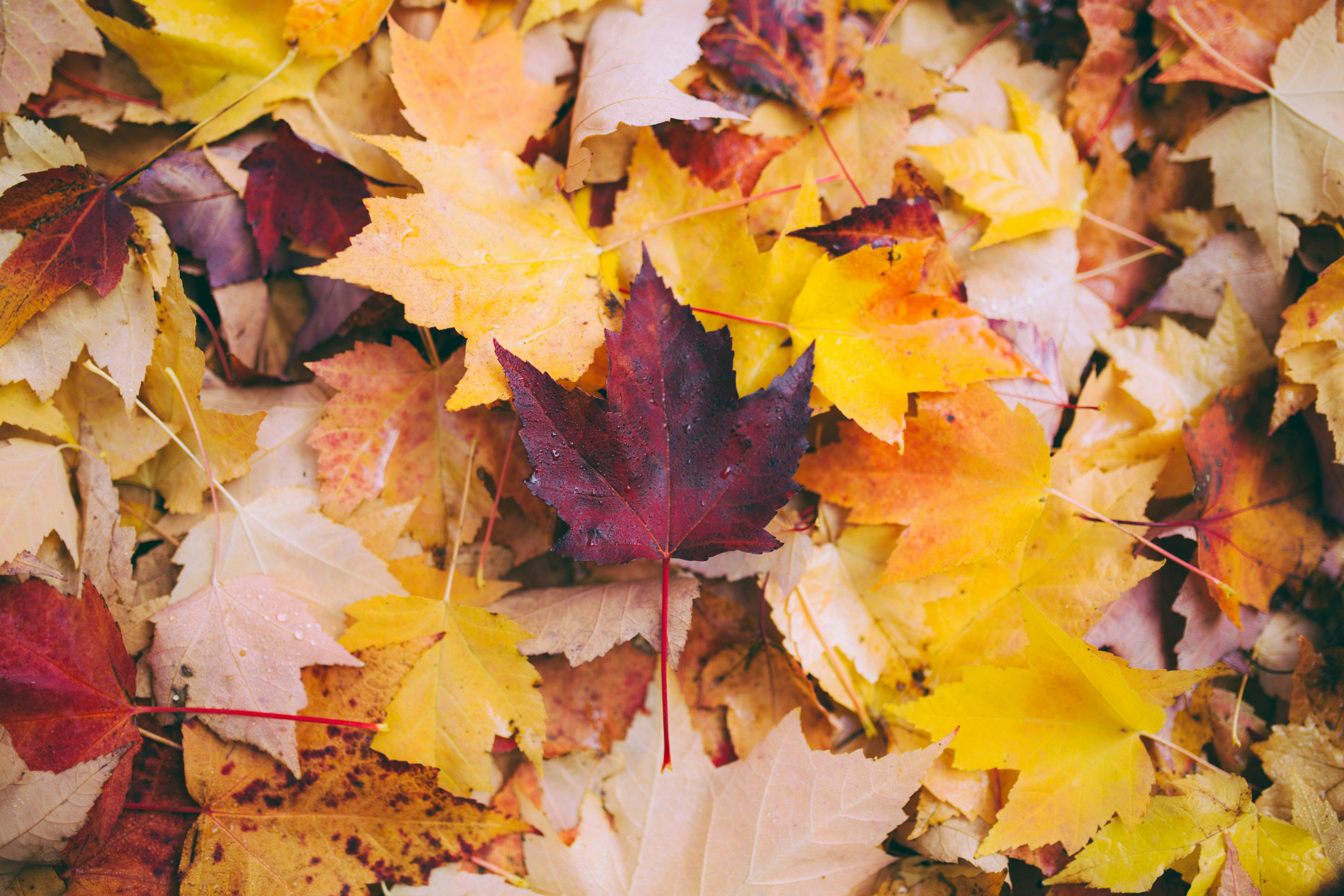 Why You Should Think Twice Before Raking Those Leaves