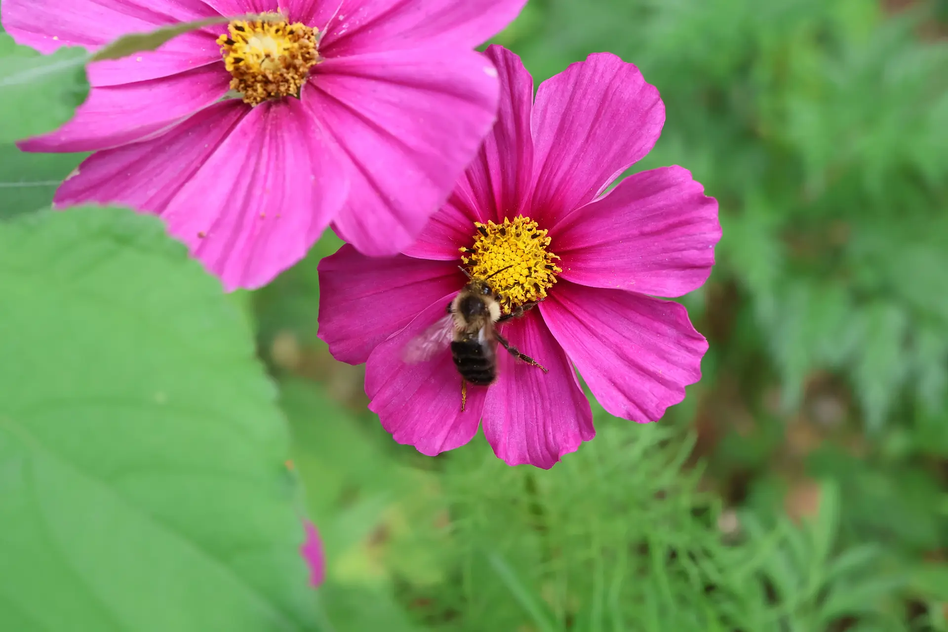 A bee on bright pink cosmos flowers