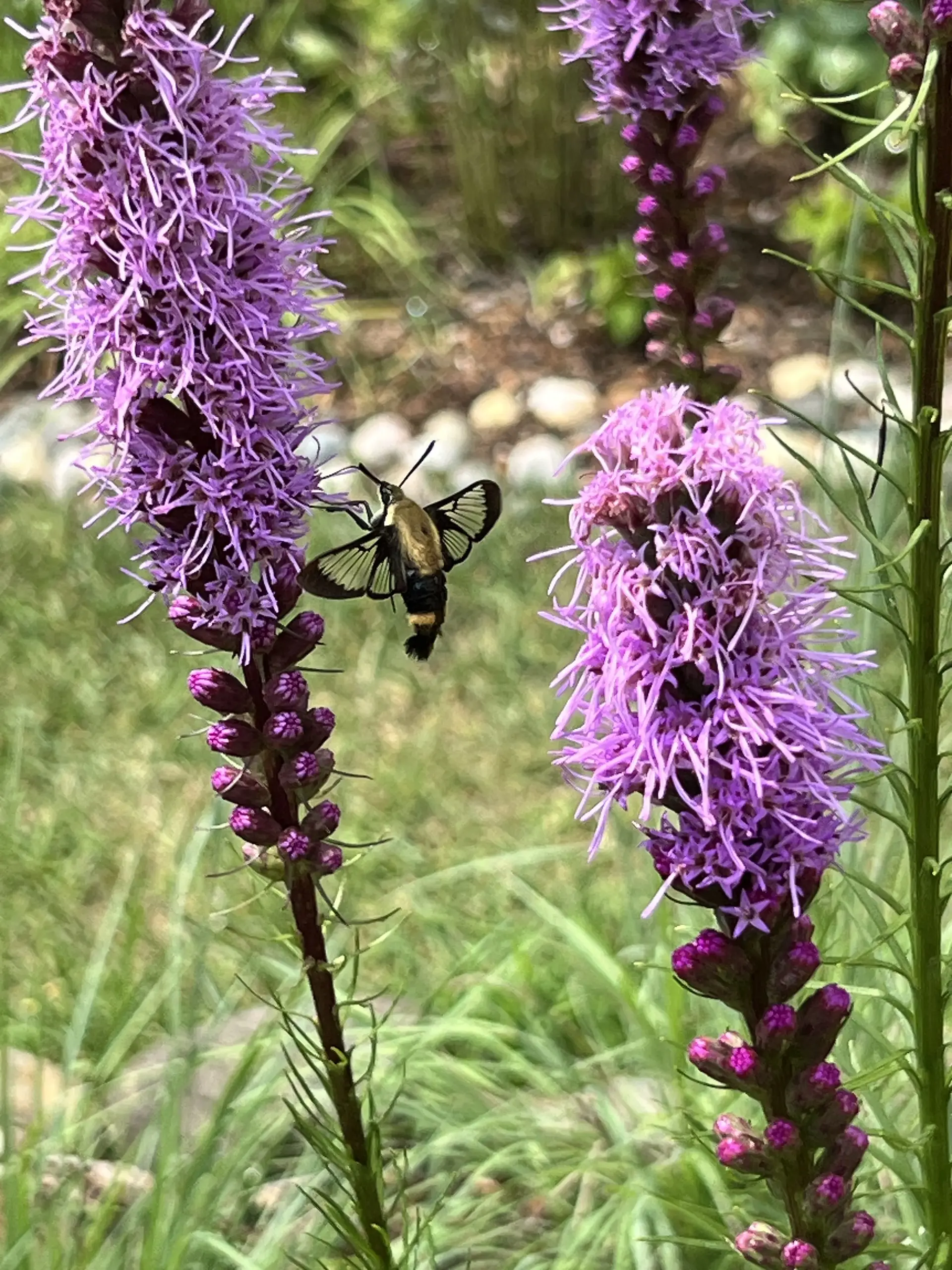 A hummingbird moth feeding on purple blazing star