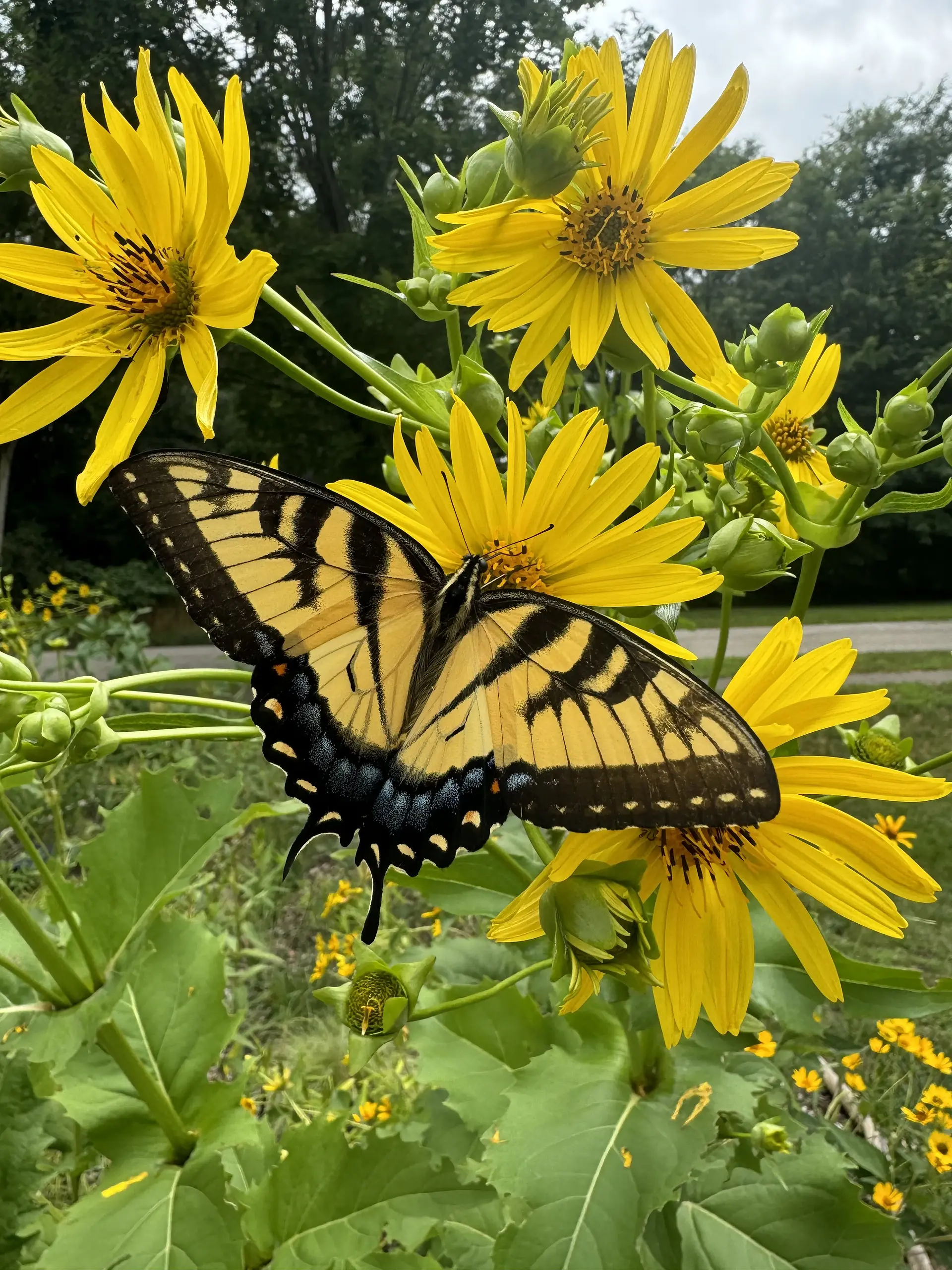An eastern tiger swallowtail on yellow sunflowers