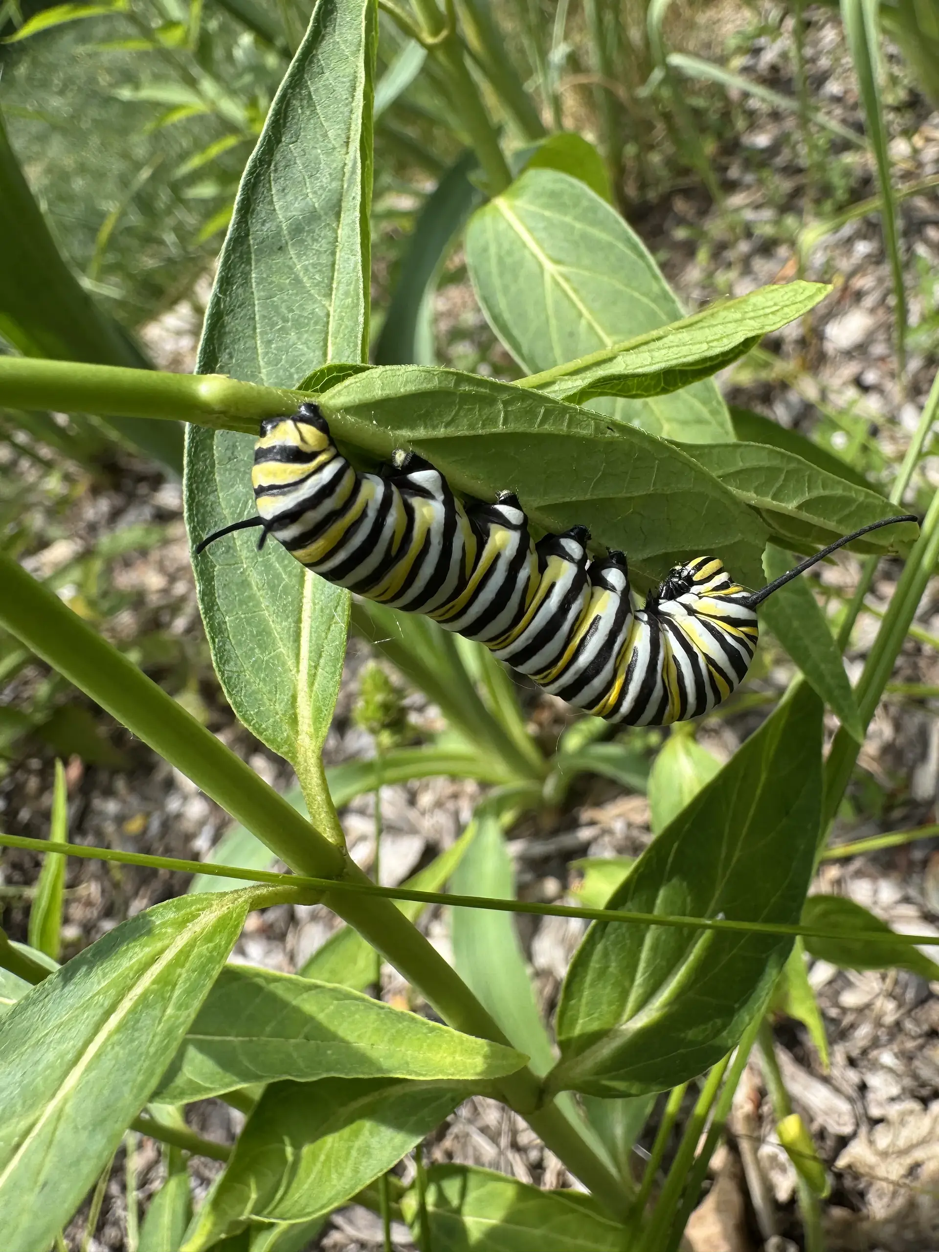 A monarch caterpillar on milkweed