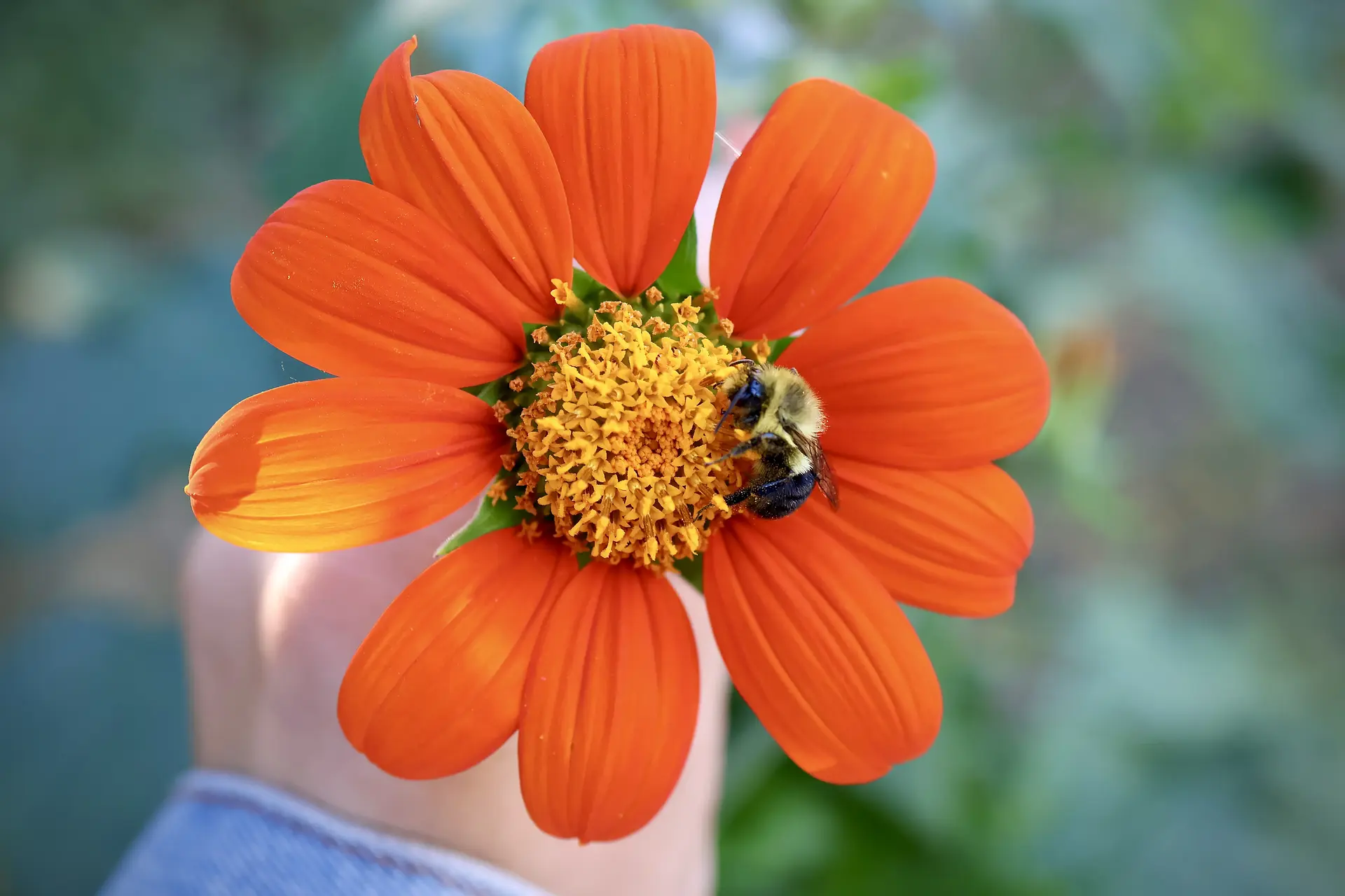 A bee on an orange Mexican sunflower held in the hand