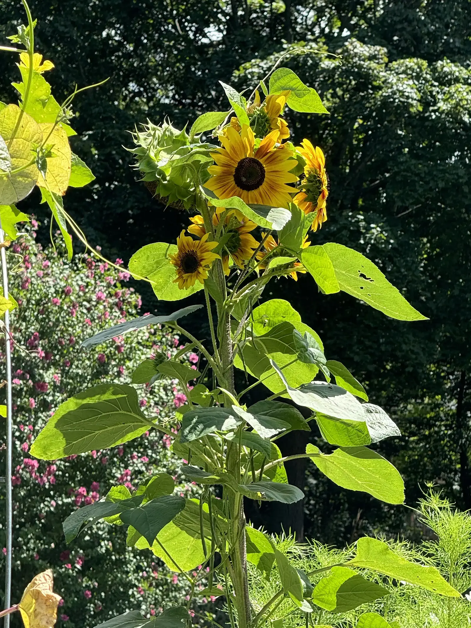 Sunflowers growing tall in a summer garden