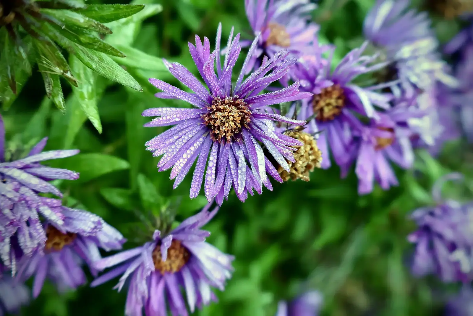 Purple asters in bloom