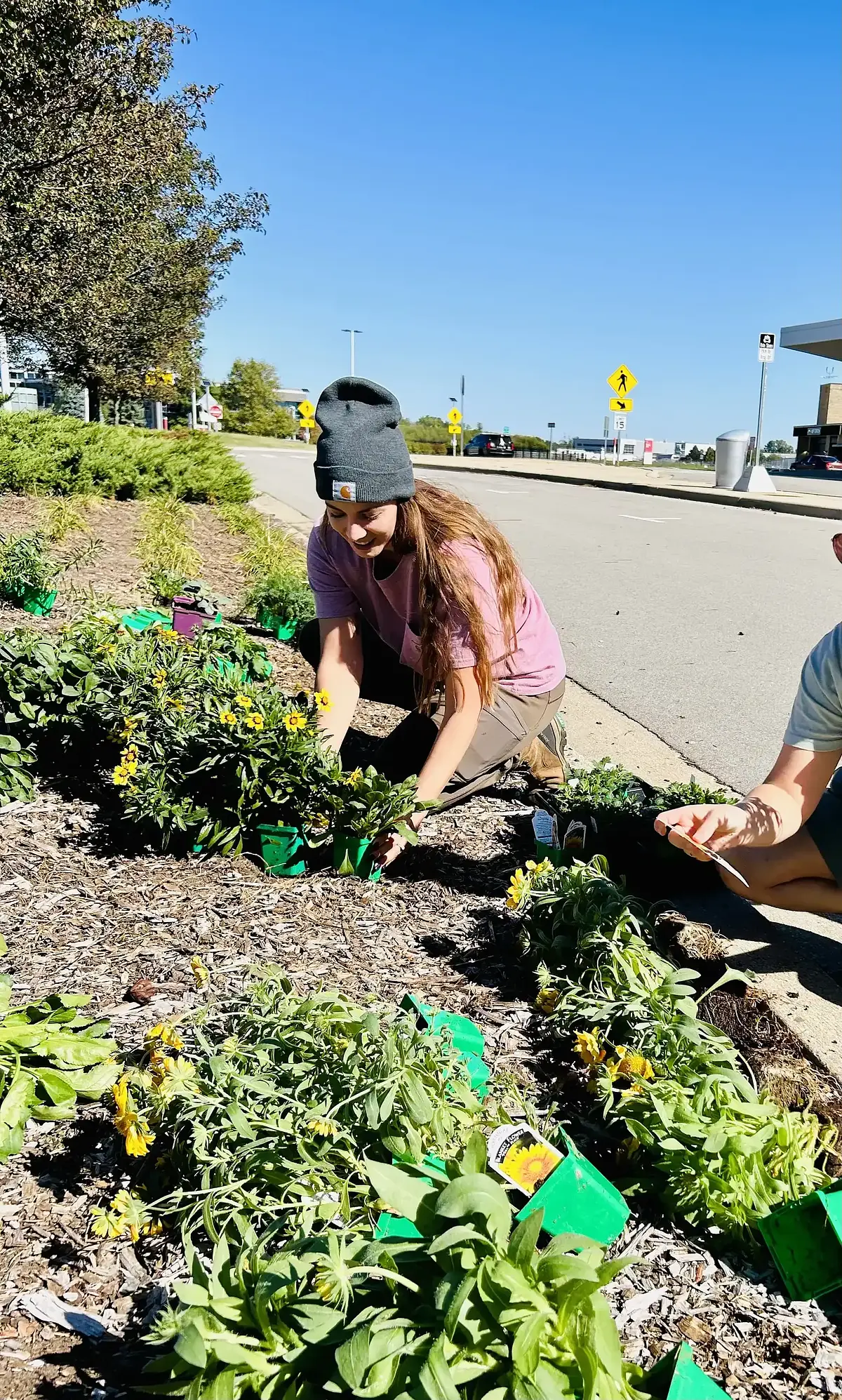 Volunteers planting a new bed along a sidewalk