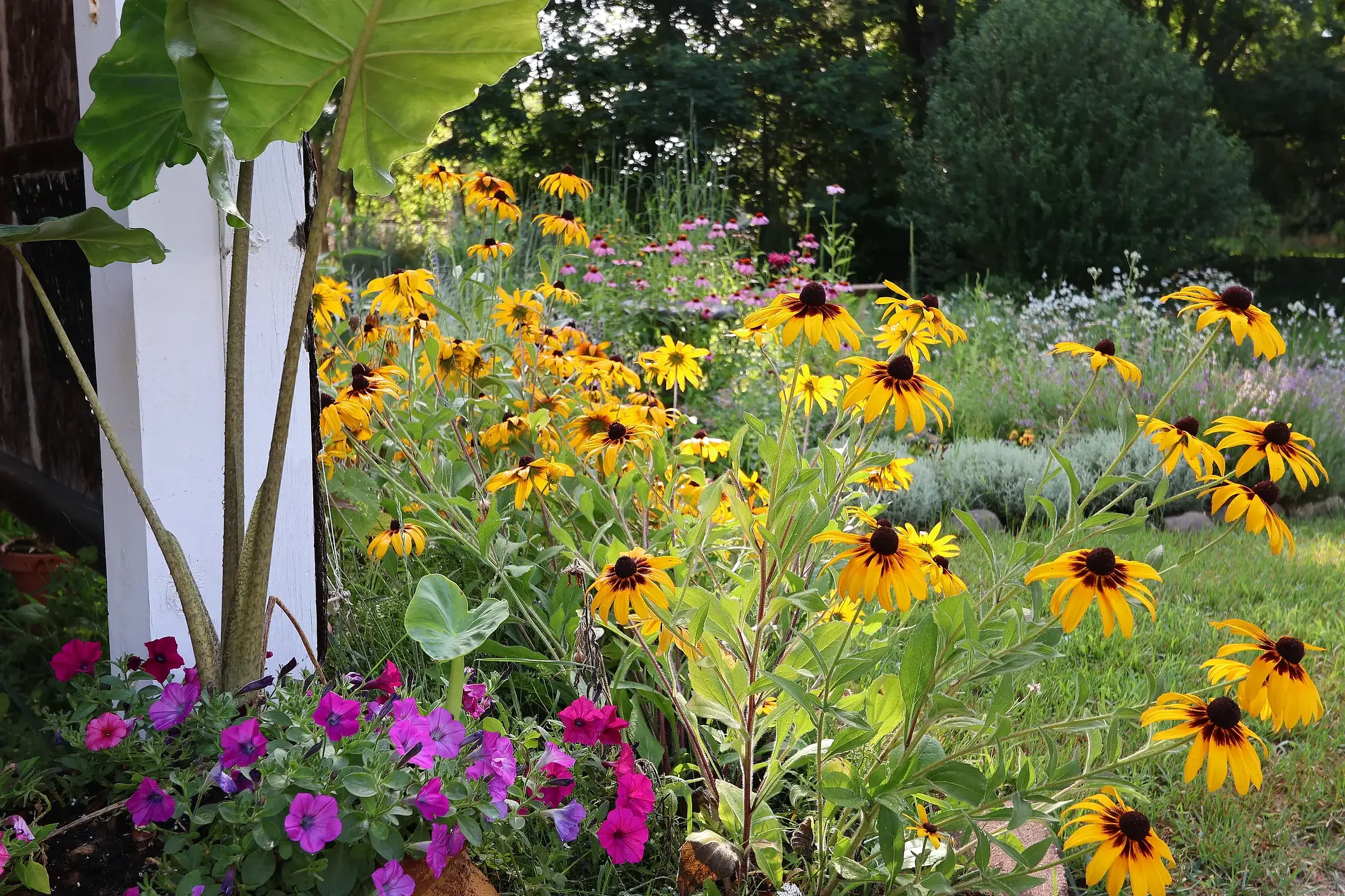 Black-eyed Susans, coneflowers and pink petunias in a sunny pollinator garden