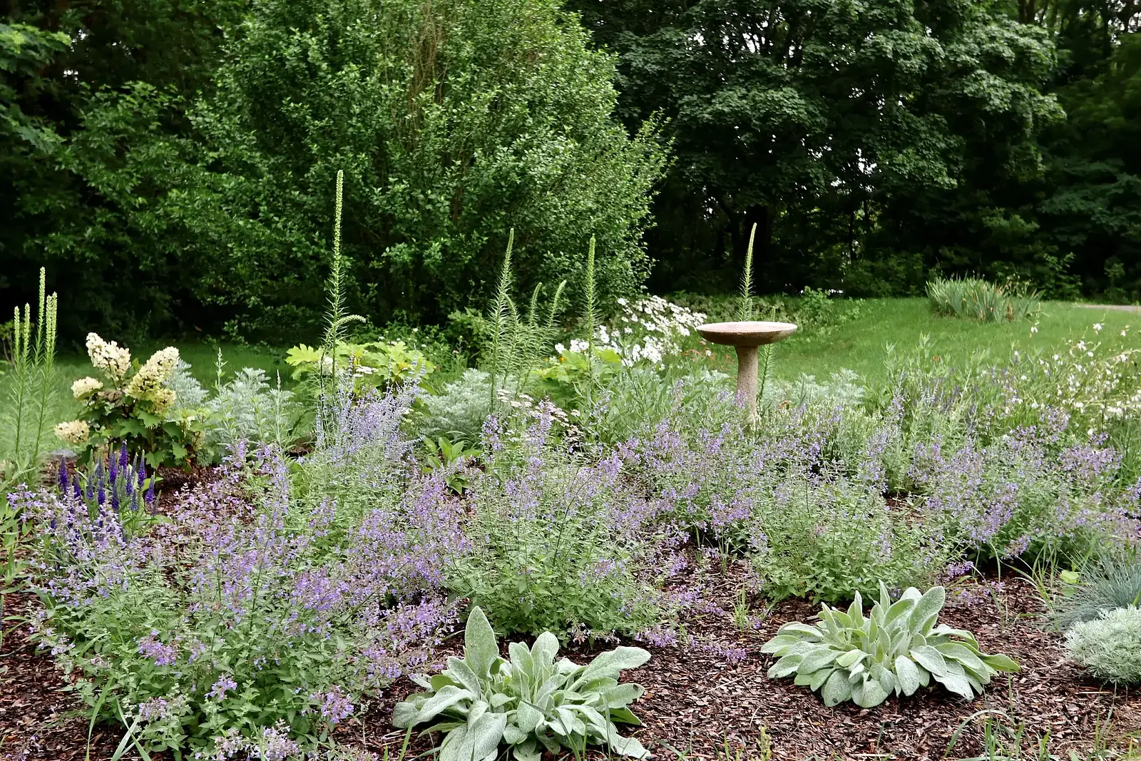 A garden of catmint, lamb's ear and perennials around a birdbath