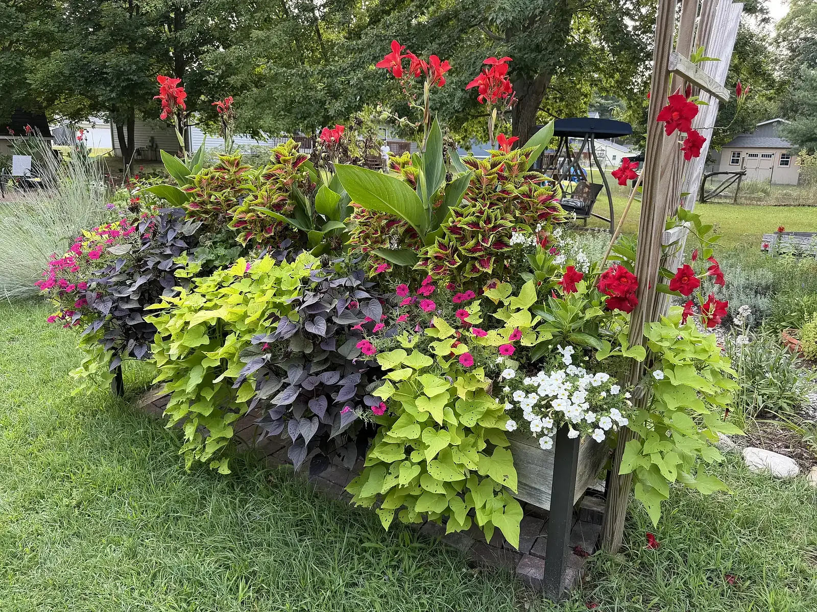 An overflowing summer planter of cannas, sweet potato vine, coleus and white flowers on a lawn