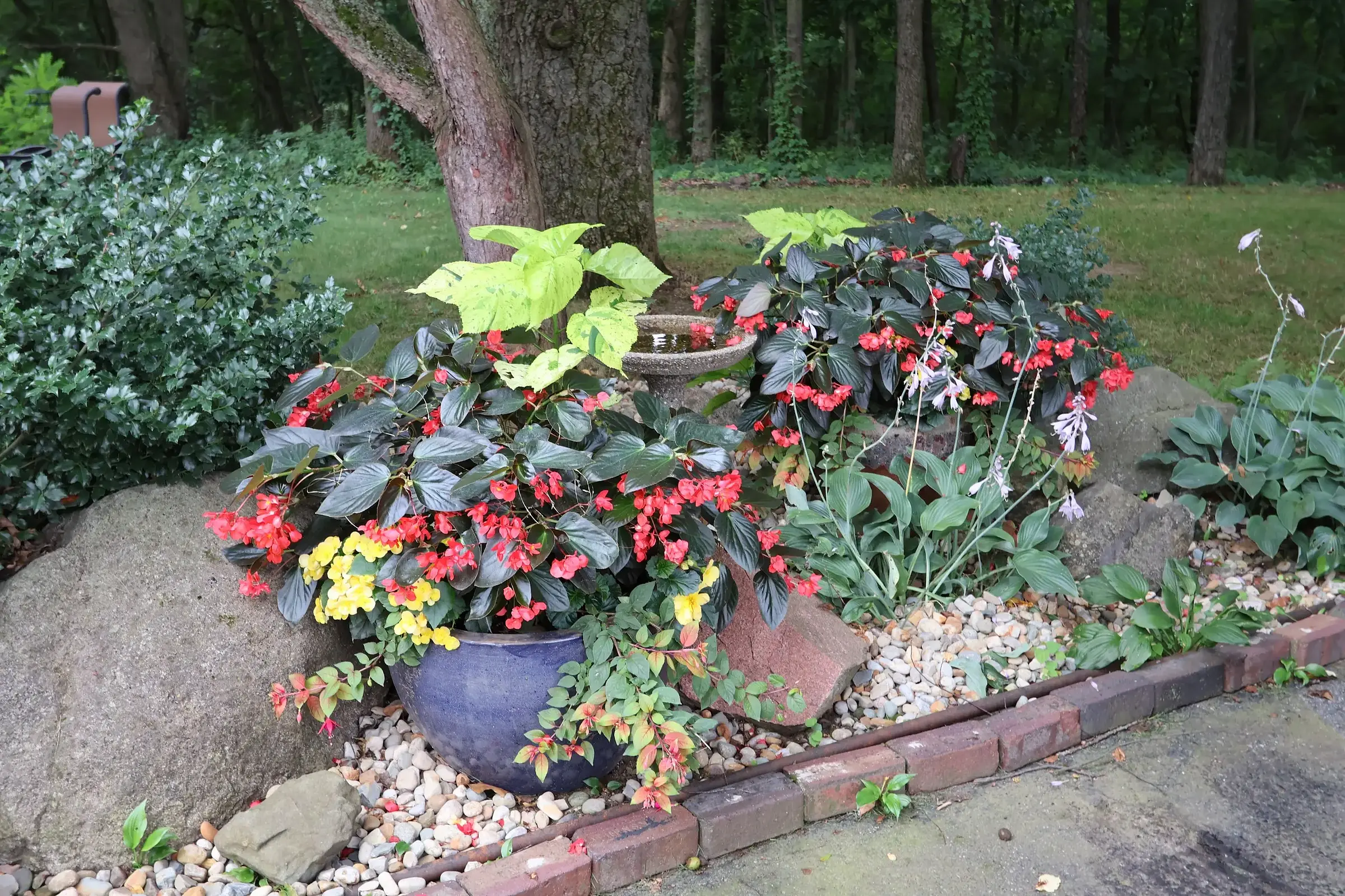 Blue ceramic container overflowing with red and yellow begonias beside a birdbath in a shade garden