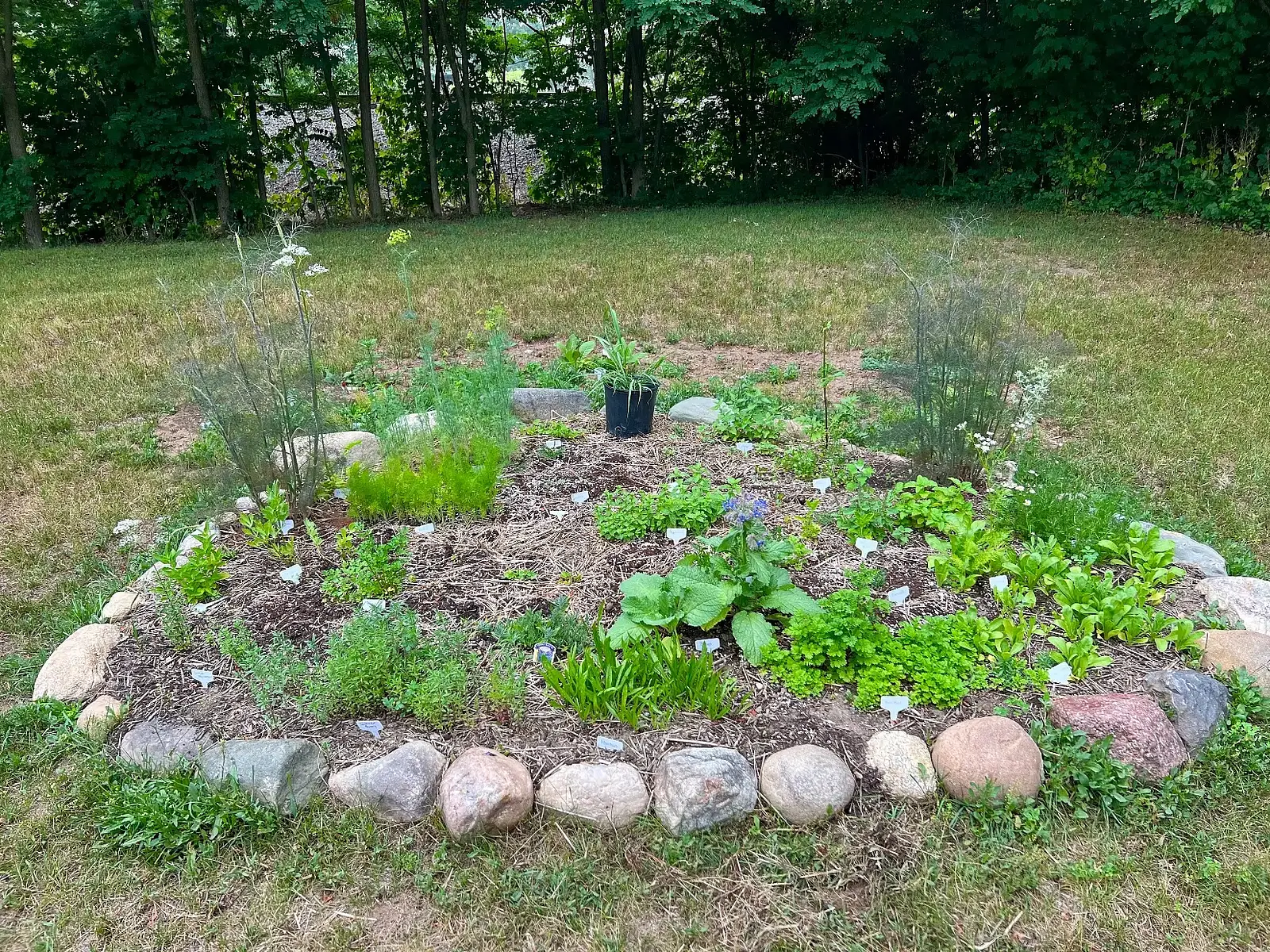Newly planted medicinal herb spiral edged with fieldstone, young herb seedlings with plant markers and straw mulch