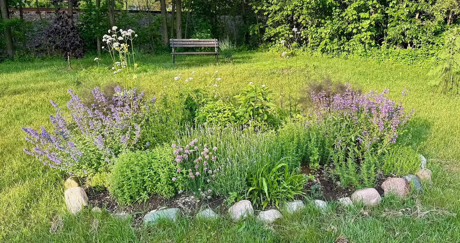 Mature medicinal herb spiral in full summer bloom with purple flowering herbs, chives, and valerian