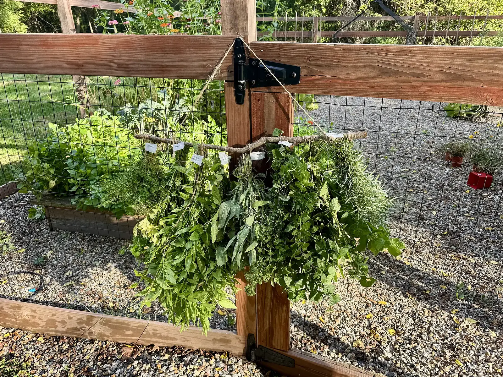 Bundles of fresh herbs hung to dry on a garden fence