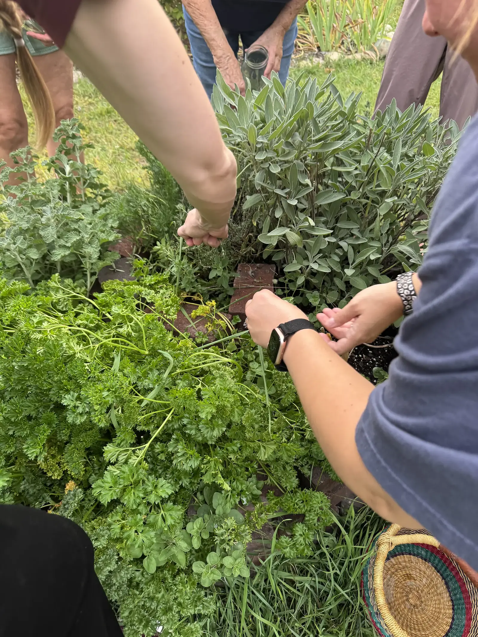 Hands harvesting herbs from a raised garden bed