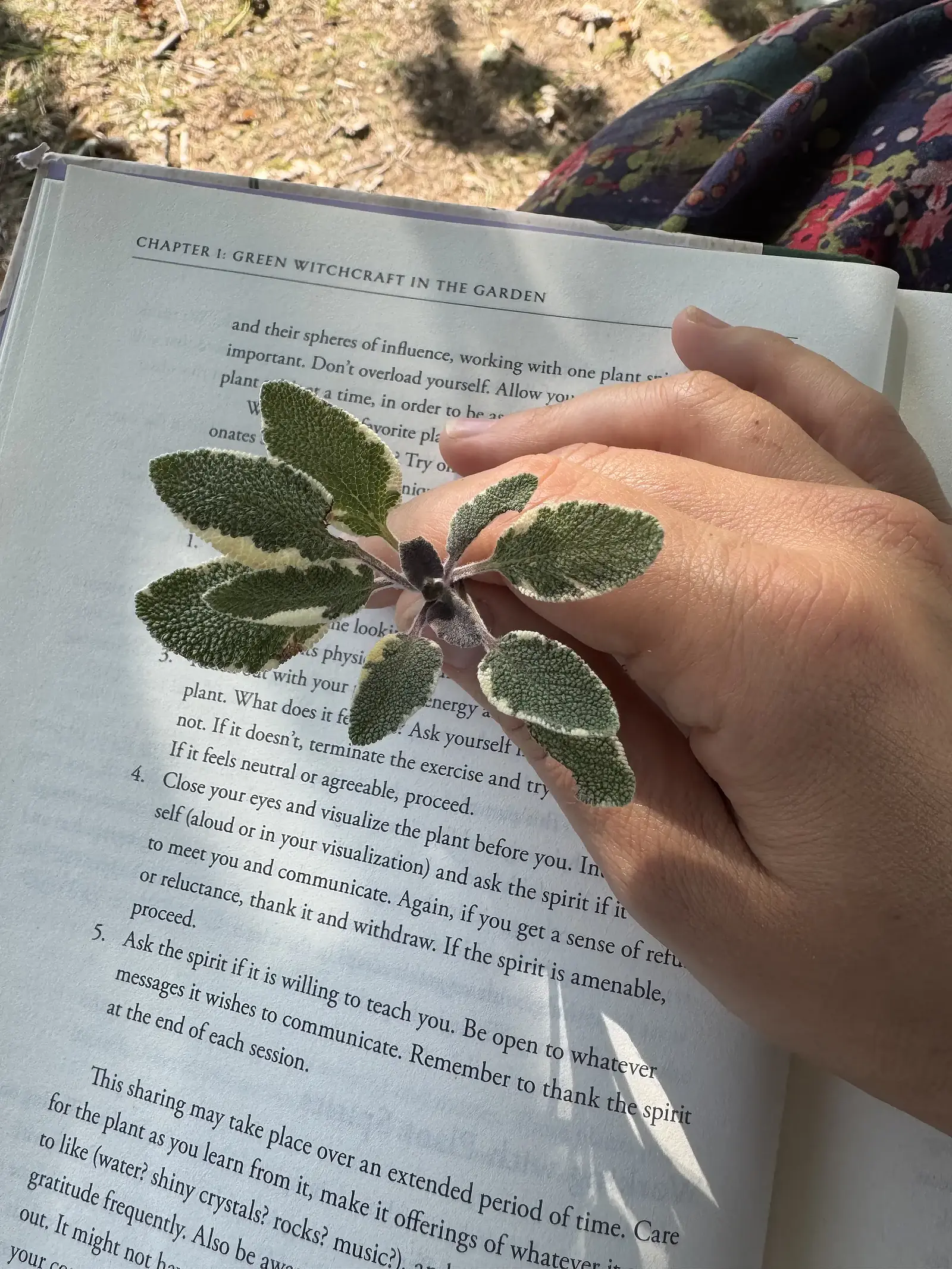 A hand holding a sage leaf over an open herbal book